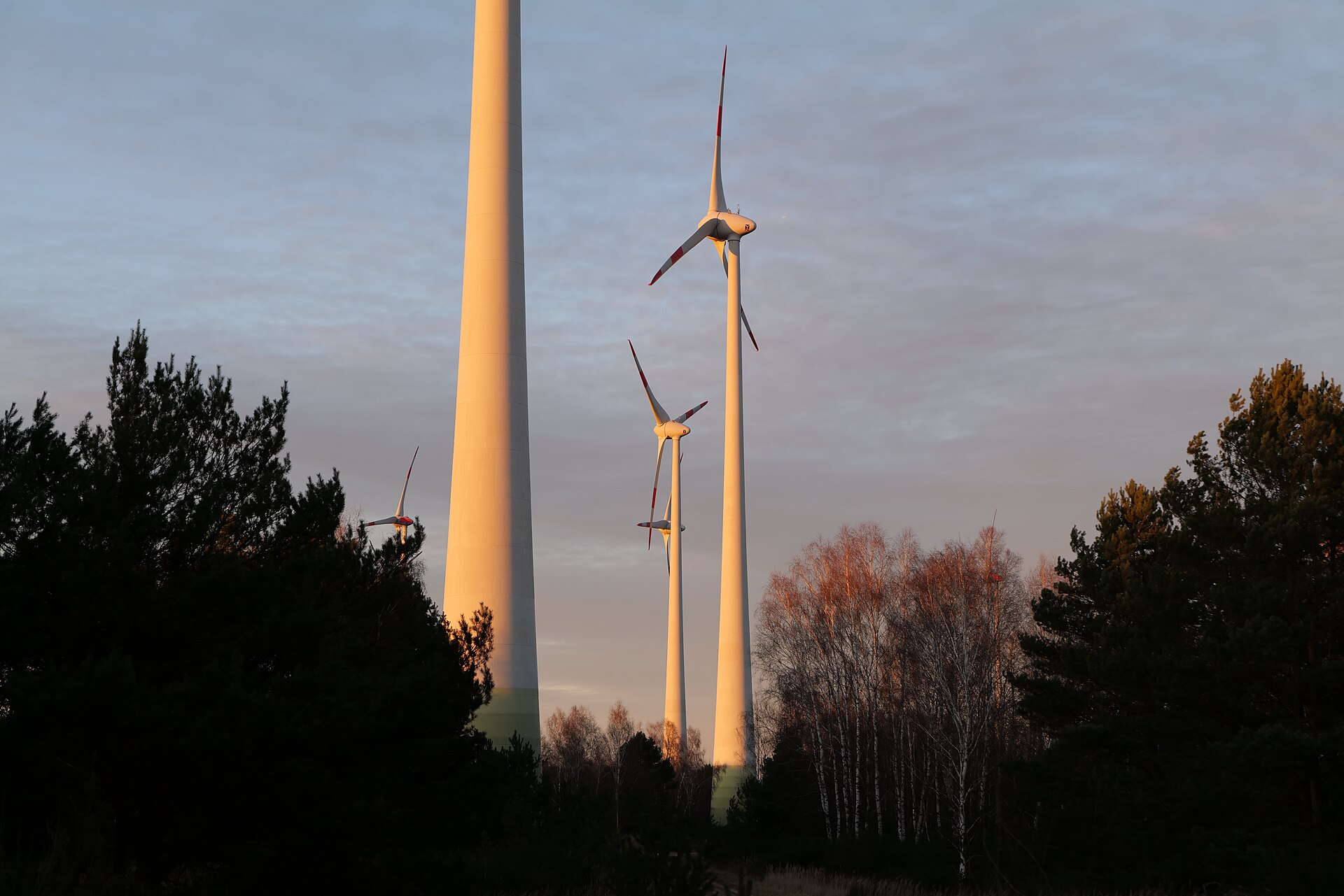 Centra danych w Brandenburgii: turbiny wiatrowe farmy Heidehof w Brandenburgii o świcie